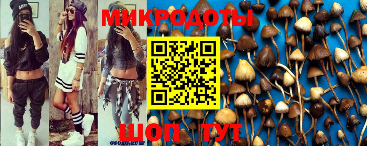 Псилоцибиновые грибы Psilocybine cubensis Ахтубинск